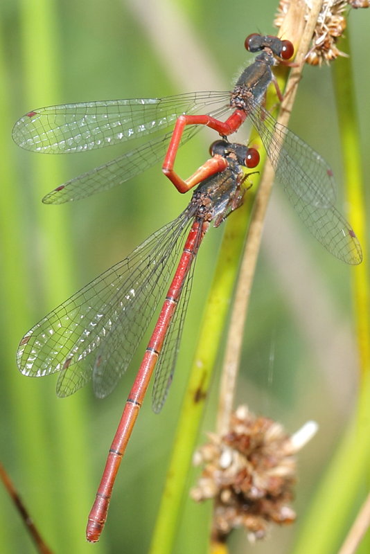 Koraaljuffer, Ceriagrion tenellum