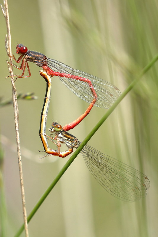 Koraaljuffer, Ceriagrion tenellum