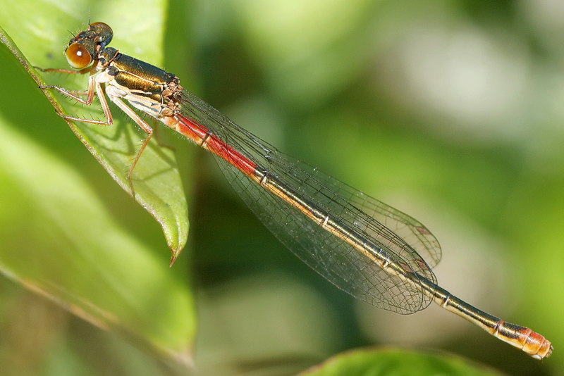 Koraaljuffer, Ceriagrion tenellum ♀