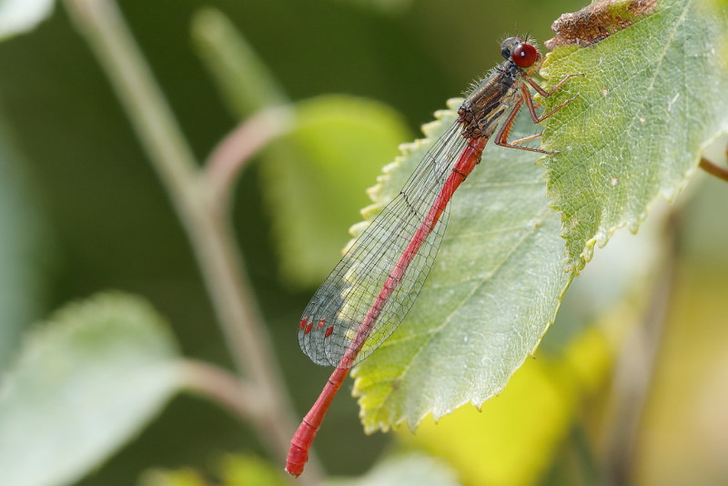 Koraaljuffer, Ceriagrion tenellum ♂