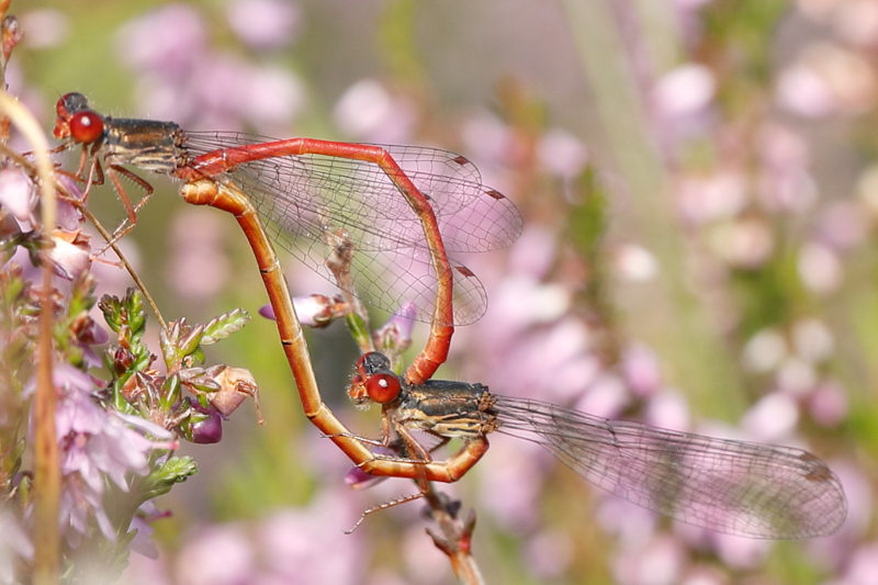 Koraaljuffer, Ceriagrion tenellum