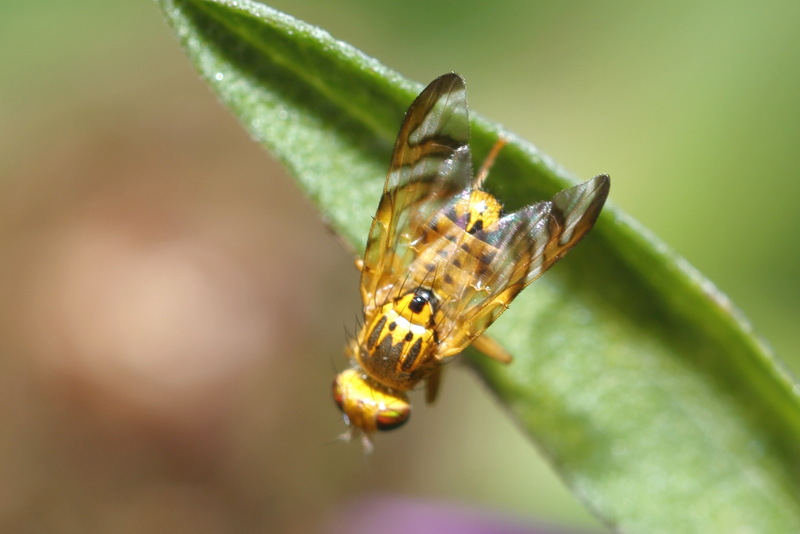 Gebandeerde composietenboorvlieg, Chaetostomella cylindrica