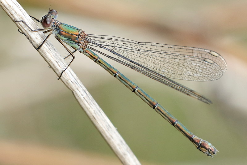 hout pantserjuffer, Chalcolestes viridis