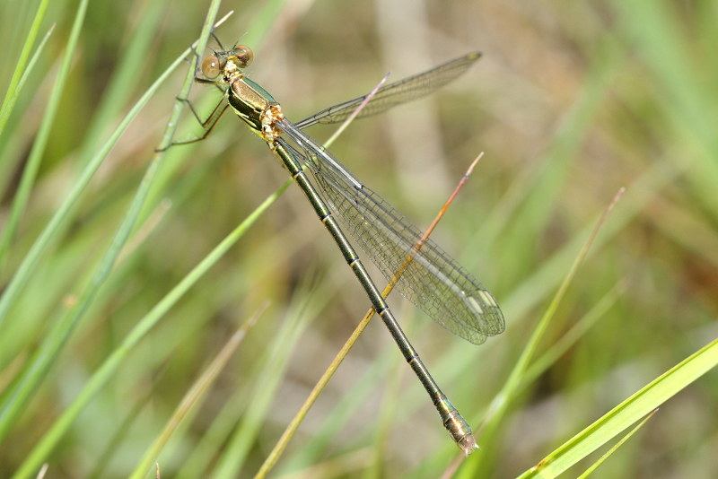 hout pantserjuffer, Chalcolestes viridis