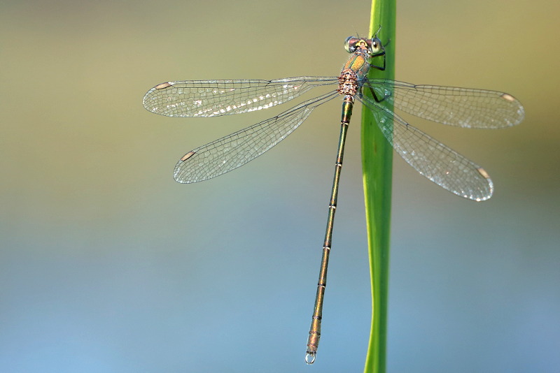 hout pantserjuffer, Chalcolestes viridis