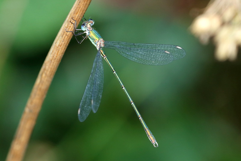 hout pantserjuffer, Chalcolestes viridis