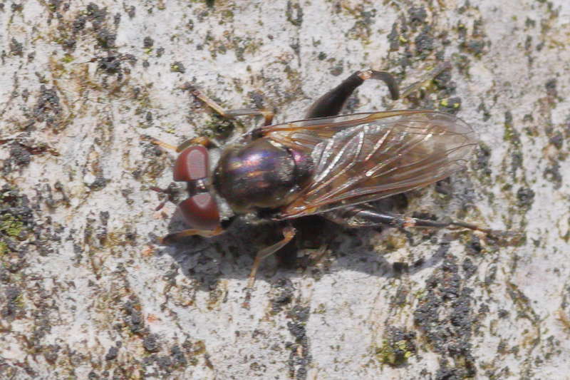 Chalcosyrphus nemorum, Korte bladloper ♀