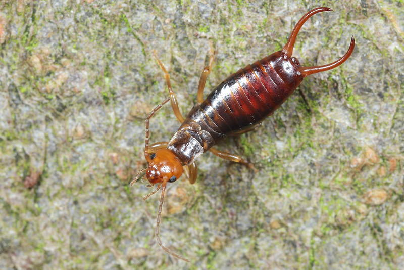 Forest Earwig, Chelidurella acanthopygia ♂