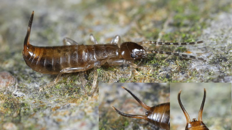Forest Earwig, Chelidurella acanthopygia nimf