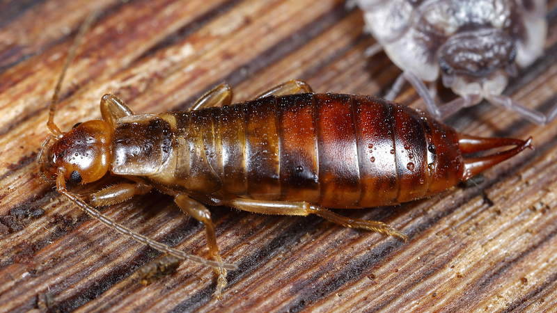 Forest Earwig, Chelidurella acanthopygia ♀