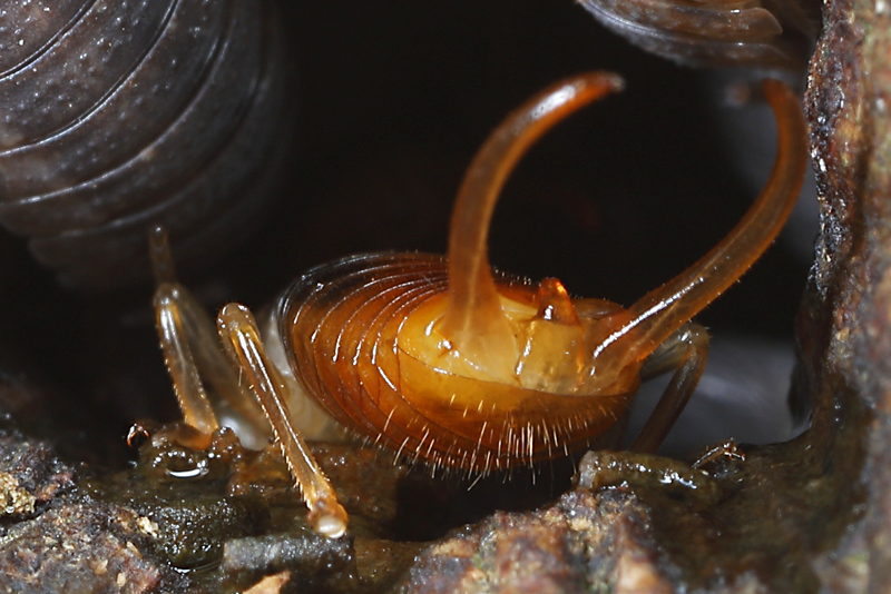 Forest Earwig, Chelidurella acanthopygia ♂