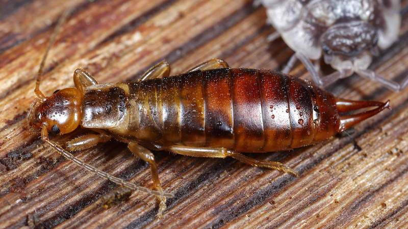 Forest Earwig, Chelidurella guentheri ♀