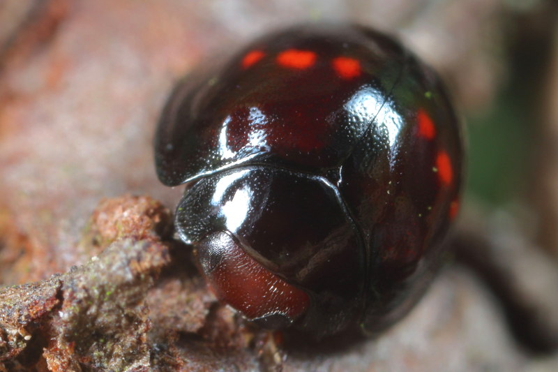 Heidelieveheersbeestje, Chilocorus bipustulatus
