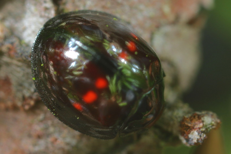 Heidelieveheersbeestje, Chilocorus bipustulatus