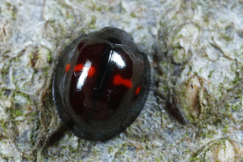 Heidelieveheersbeestje, Chilocorus bipustulatus