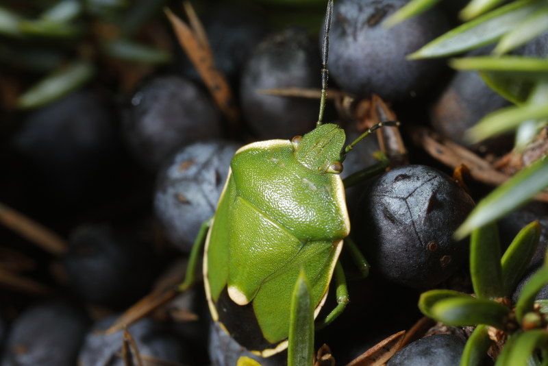 Chlorochroa juniperina, jeneverbesschildwants