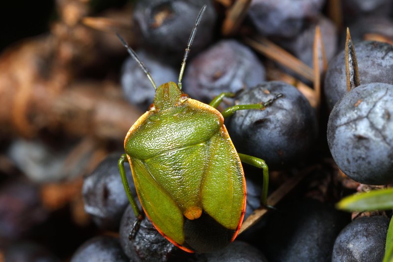 Chlorochroa juniperina, jeneverbesschildwants
