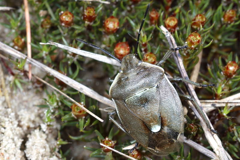 Chlorochroa pinicola, Dennenschildwants