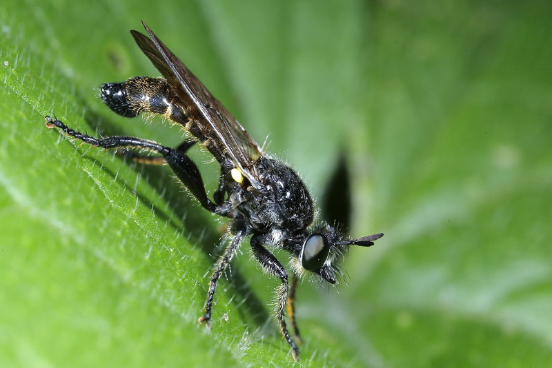 Eiken-stamjager, Choerades marginata