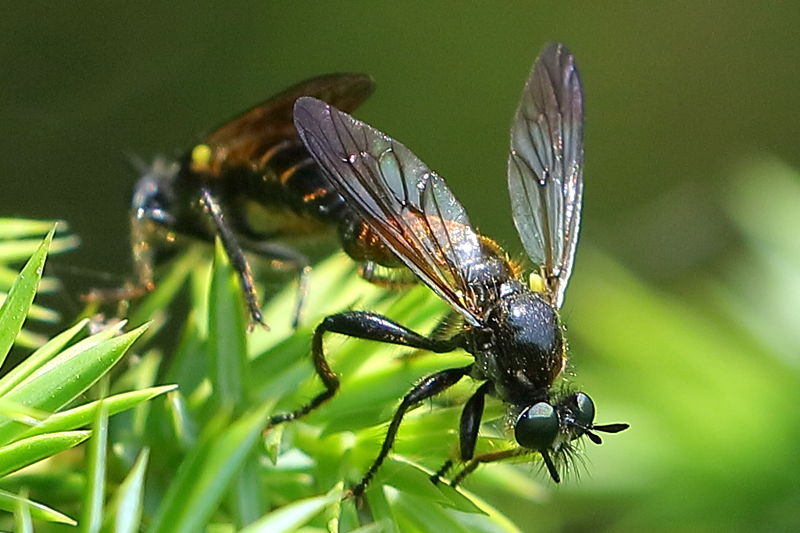 Eiken-stamjager, Choerades marginata