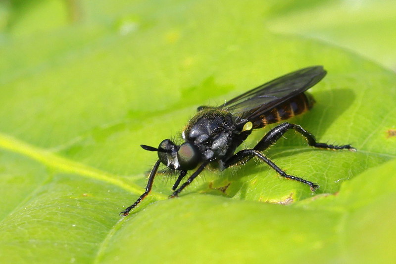 Eiken-stamjager, Choerades marginata &female;