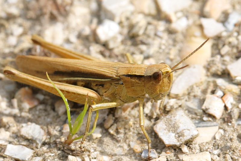 Kustsprinkhaan, Chorthippus albomarginatus ♀