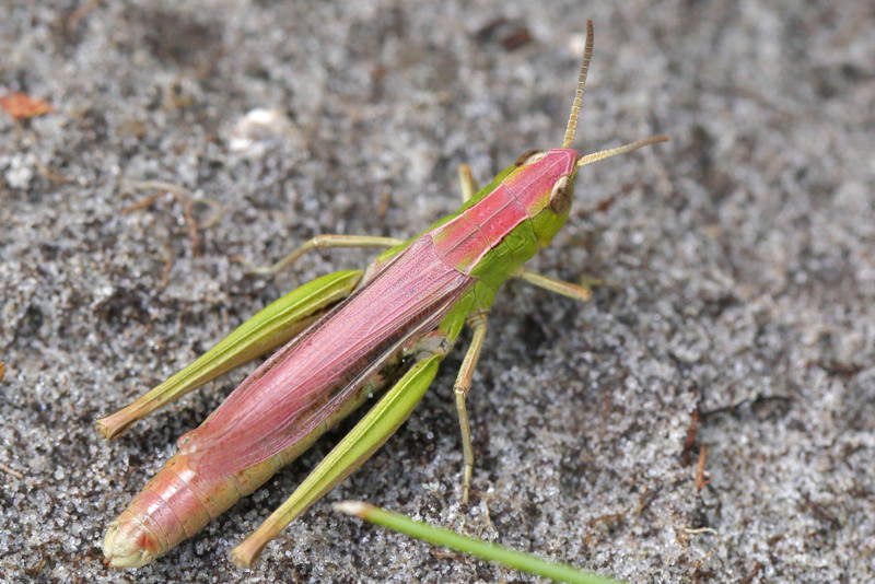 Kustsprinkhaan, Chorthippus albomarginatus ♀ afwijkende kleur