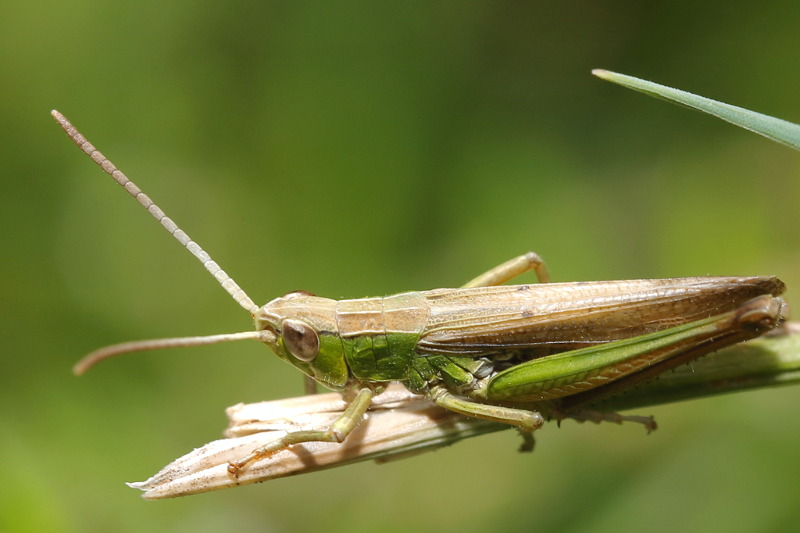 Kustsprinkhaan, Chorthippus albomarginatus &male