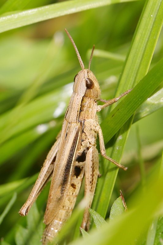 Kustsprinkhaan, Chorthippus albomarginatus ♀