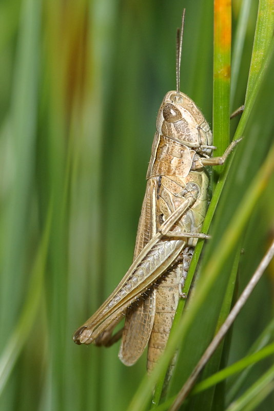 Kustsprinkhaan, Chorthippus albomarginatus ♀
