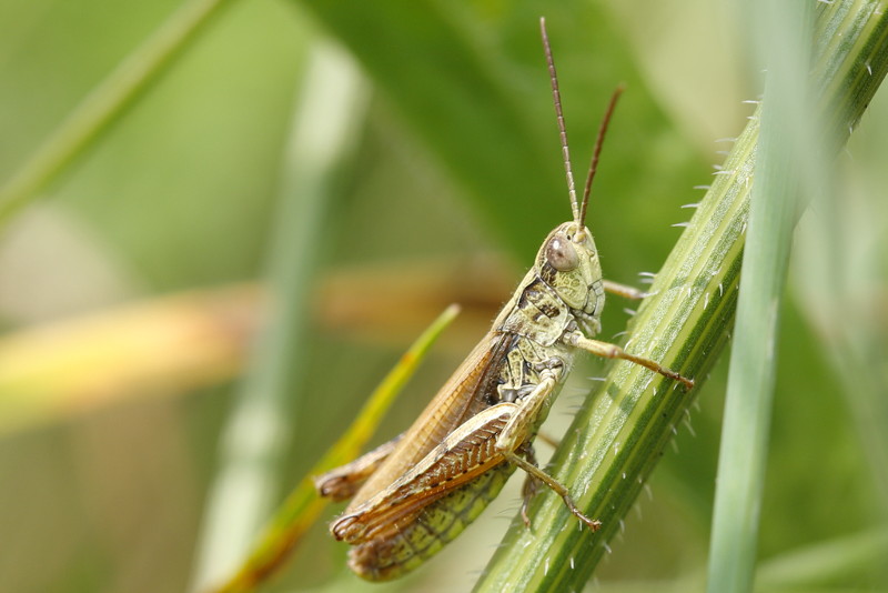Locomotiefje, Chorthippus apricarius ♂