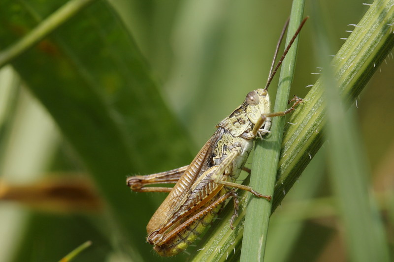 Locomotiefje, Chorthippus apricarius ♂