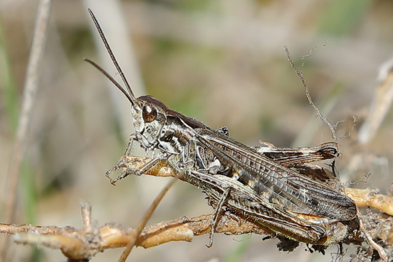 Ratelaar, Chorthippus biguttulus ♂