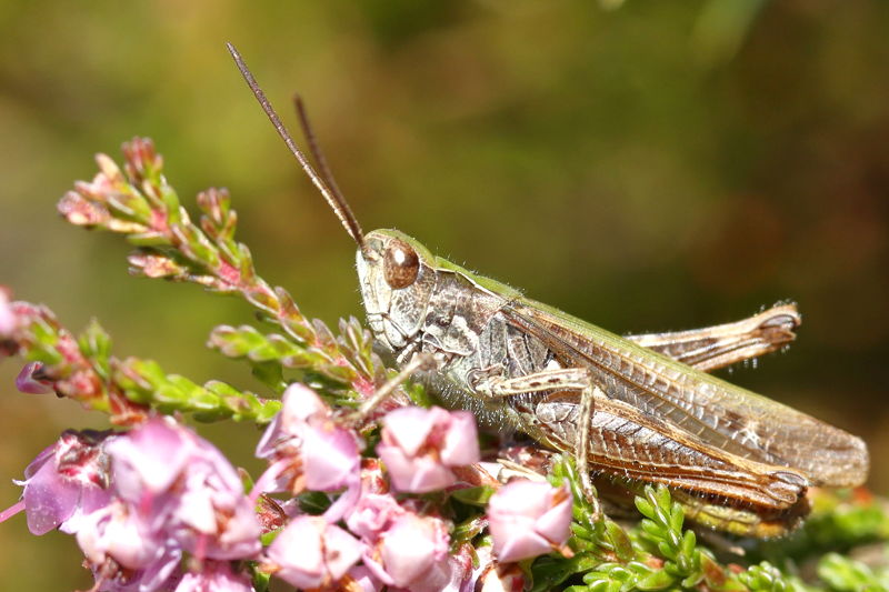 Ratelaar, Chorthippus biguttulus ♂