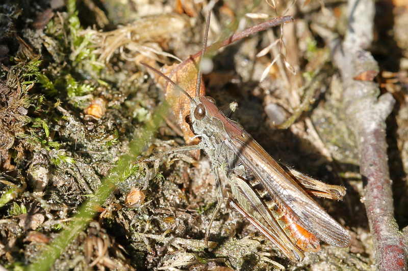 Bruine Sprinkhaan, Chorthippus brunneus ♂