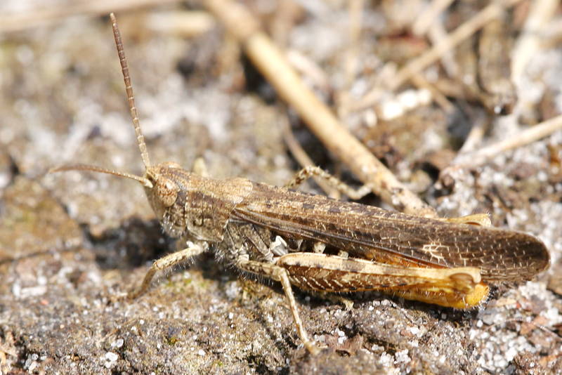 Bruine Sprinkhaan, Chorthippus brunneus ♂