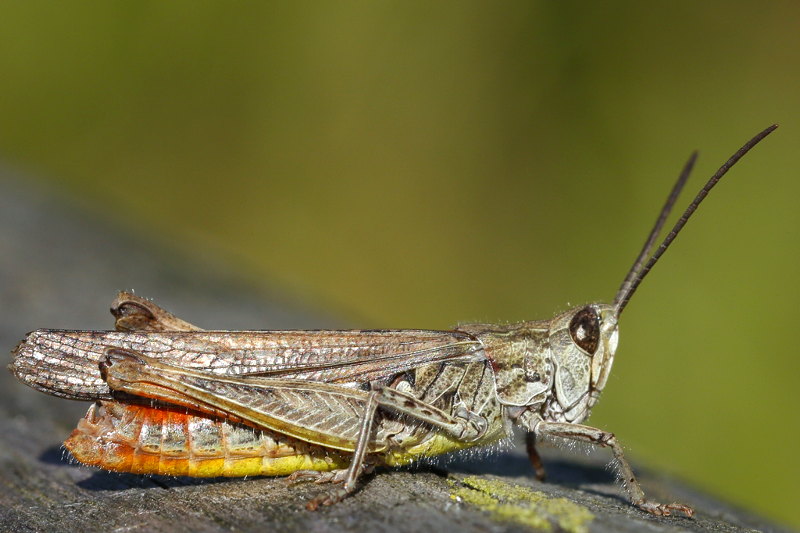 Bruine Sprinkhaan, Chorthippus brunneus ♂