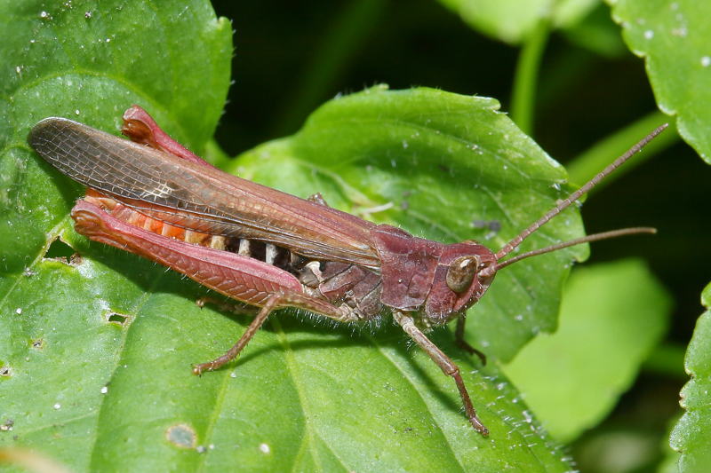 Bruine Sprinkhaan, Chorthippus brunneus ♂