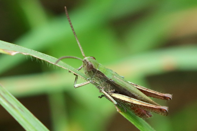 Weidesprinkhaan, Chorthippus dorsatus ♂