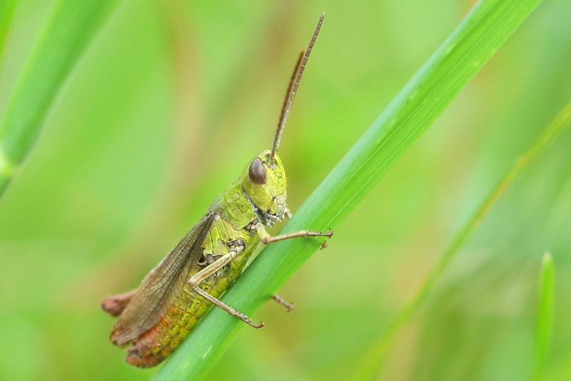 Weidesprinkhaan, Chorthippus dorsatus ♂