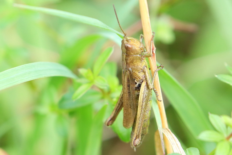 Weidesprinkhaan, Chorthippus dorsatus ♀