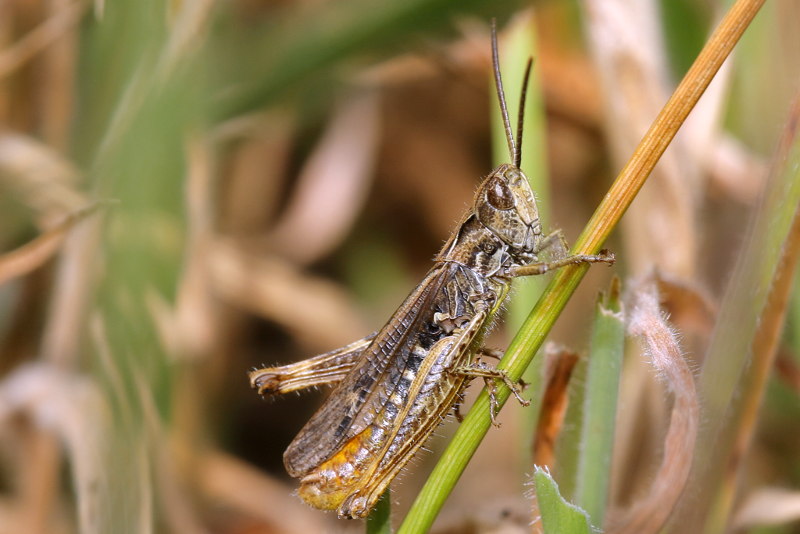 Snortikker, Chorthippus mollis ♂