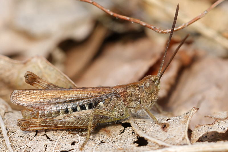 Snortikker, Chorthippus mollis ♂