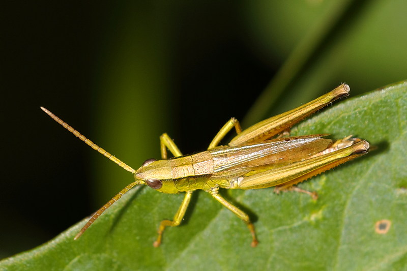 Gouden Sprinkhaan, Chrysochraon dispar ♂