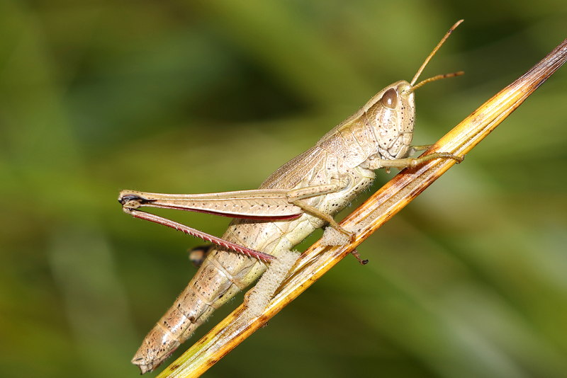 Gouden Sprinkhaan, Chrysochraon dispar ♀