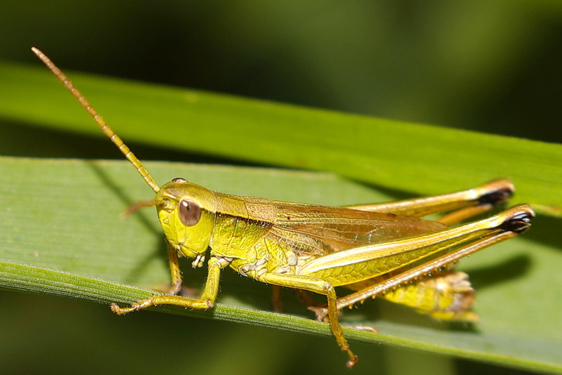 Gouden Sprinkhaan, Chrysochraon dispar ♂