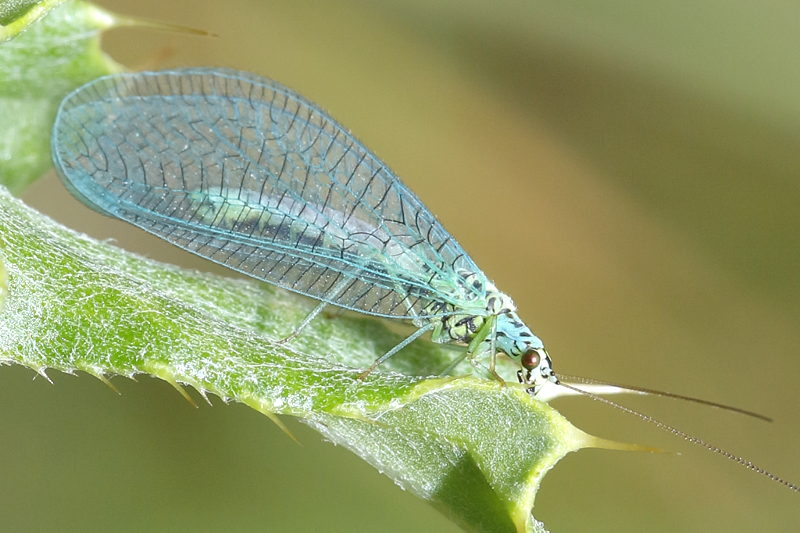 Gewone Gaasvlieg, Chrysopa perla