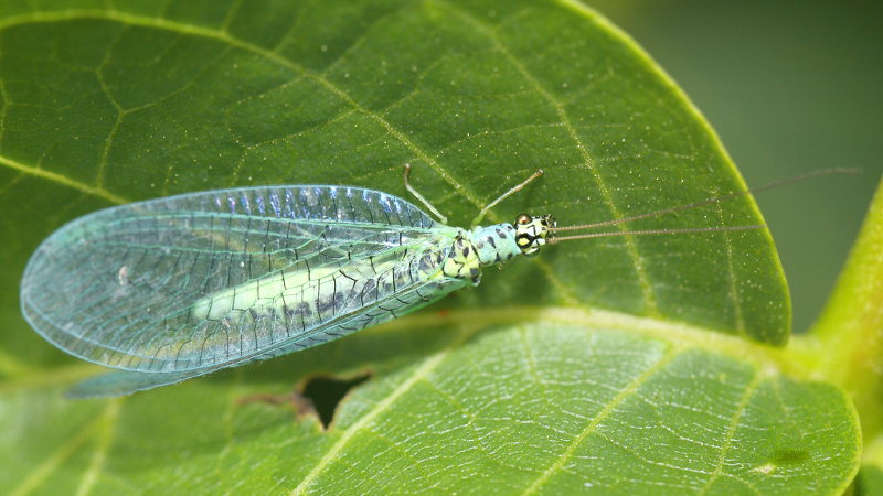 Gewone Gaasvlieg, Chrysopa perla