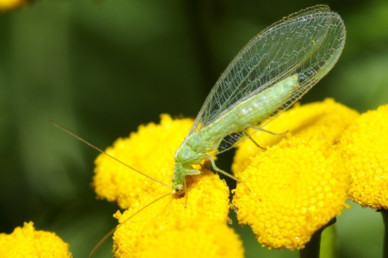 Goudoogje, Chrysoperla carnea s.l.