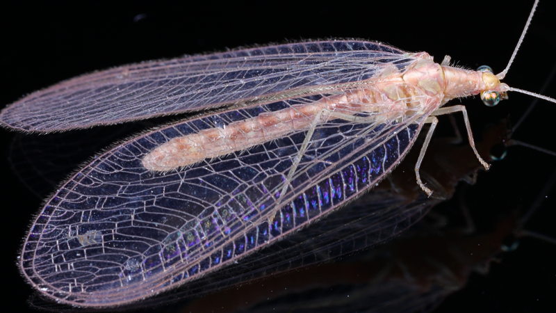 Goudoogje, Chrysoperla carnea s.l. winterkleur